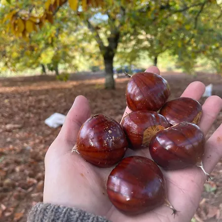 Casa Do Souto - Nature & Experiences - Σπίτι διακοπών *