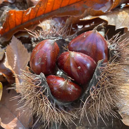 Casa Do Souto - Nature & Experiences - *