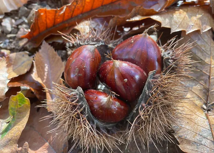 Casa Do Souto - Nature & Experiences - *